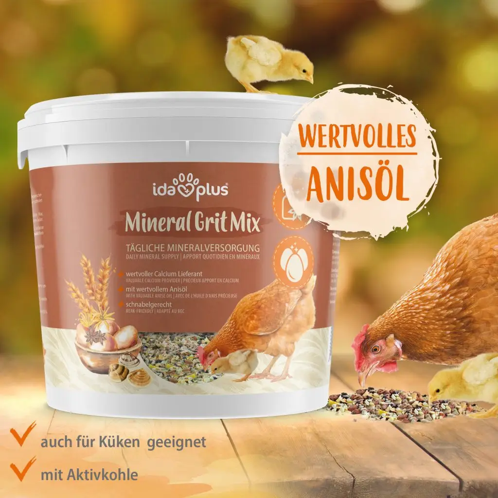 Eimer Mineral Grit Mix auf Tisch, Rechts daneben Küken und Henne picken Mineral Grit Mix. Ein Küken steht auf dem Eimer. Text: auch für Küken geeignet, mit Aktivkohle. Runder Button mit Text: Wertvolles Anisöl