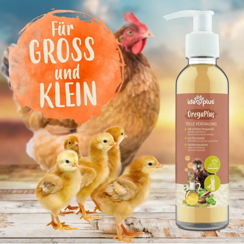 Produktfoto von OregaPlus, 5 Küken im Vordergrund im Hintergrund eine Henne. Runder Button mit Text: Für Gross und klein