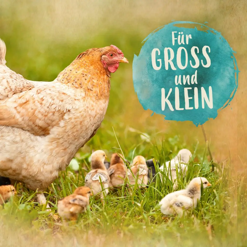 Huhn mit sechs Küken im Gras. Runder Button mit Text: Für Gross und klein