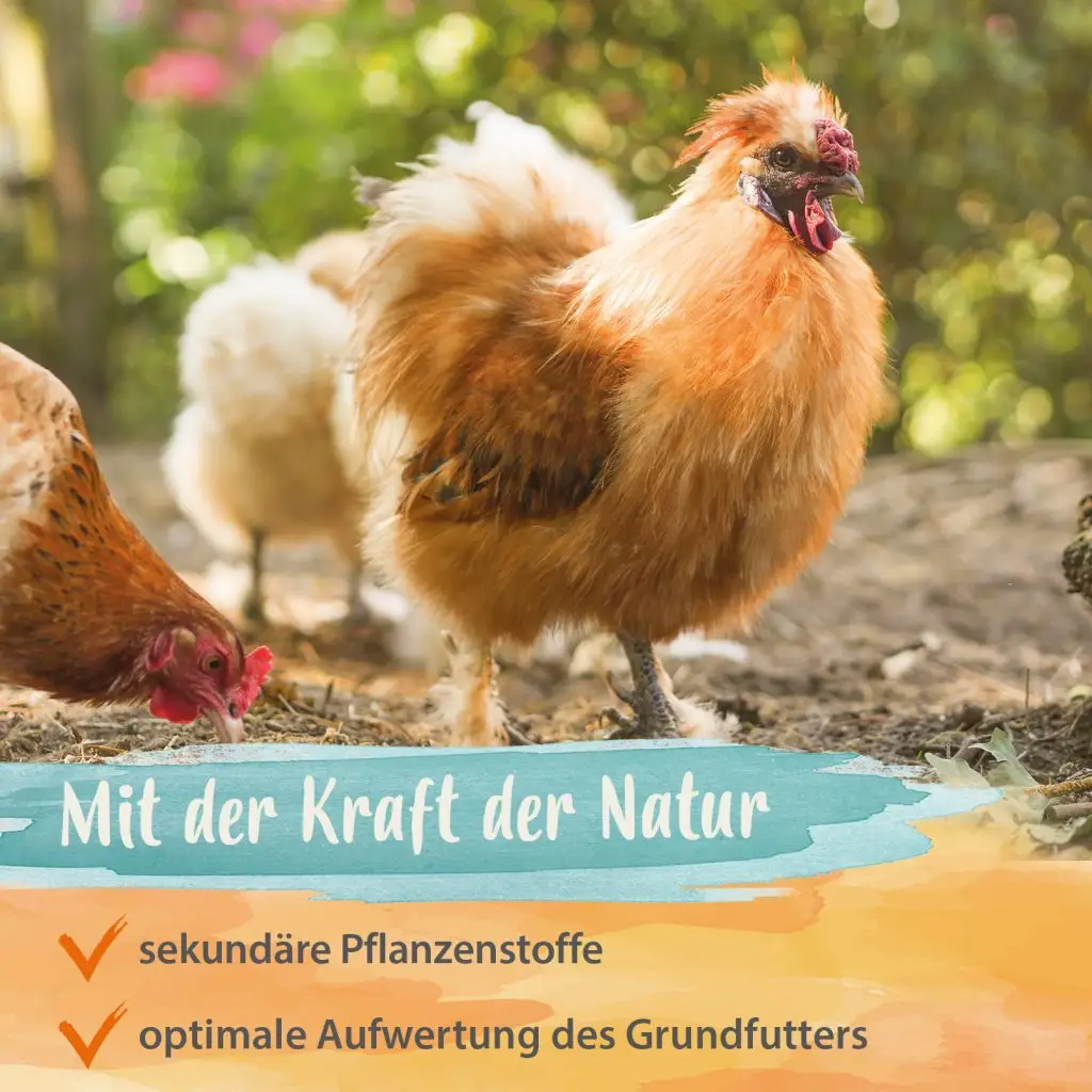 3 Hühner, ein Huhn im Vordergrund und im Fokus, Headline: Mit der Kraft der Natur, weiterer Text: sekundäre Pflanzenstoffe, optimale Aufwertung des Grundfutters
