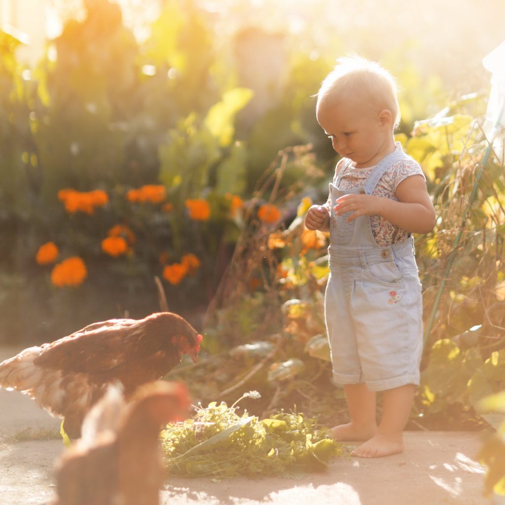 Kind steht rechts, links daneben ein Huhn welches interessiert auf am Boden liegende Kräuter schaut, atmosphärische Sonneneinstrahlung von rechts