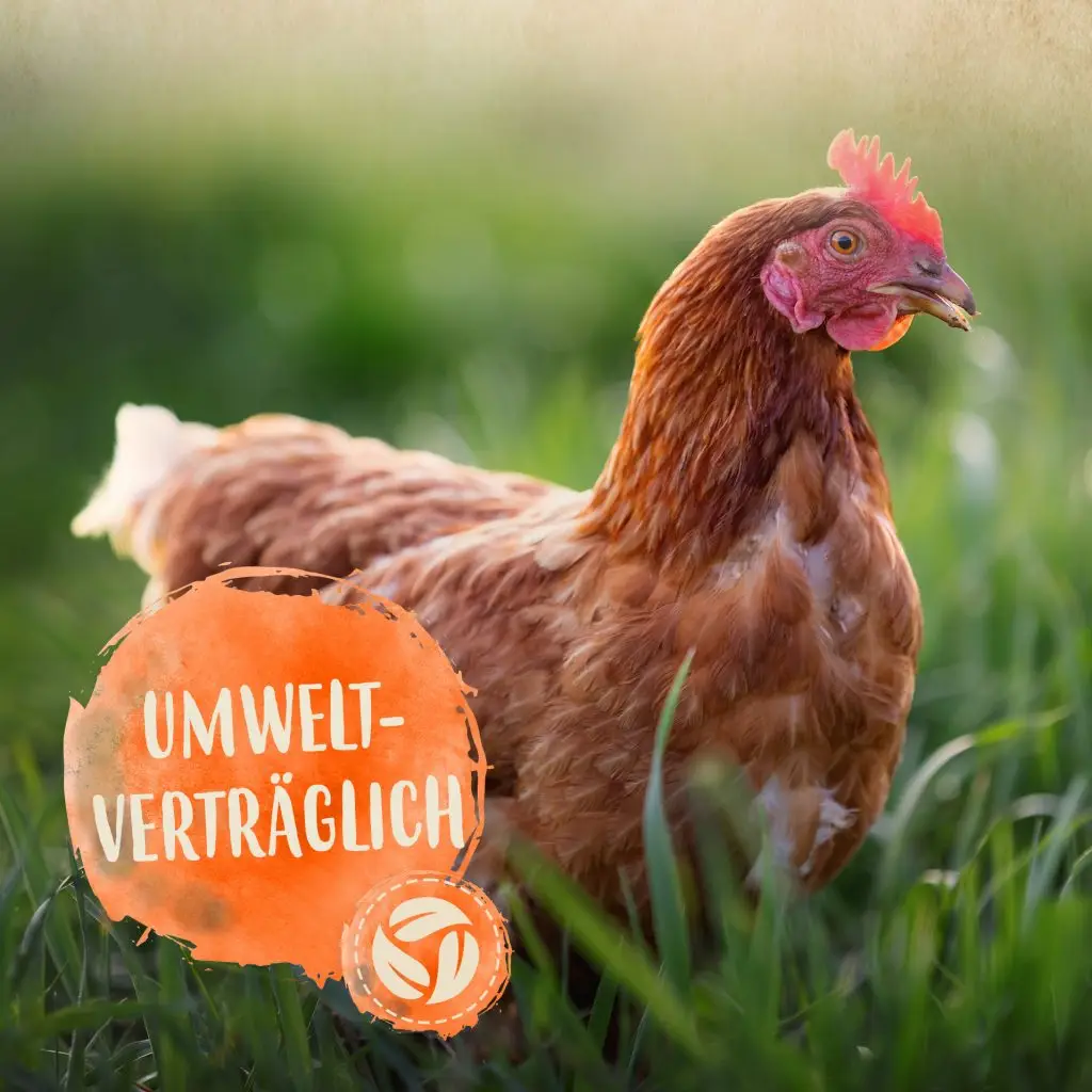 Hintergrund Huhn im Gras, runder Button mit Text: Umweltverträglich