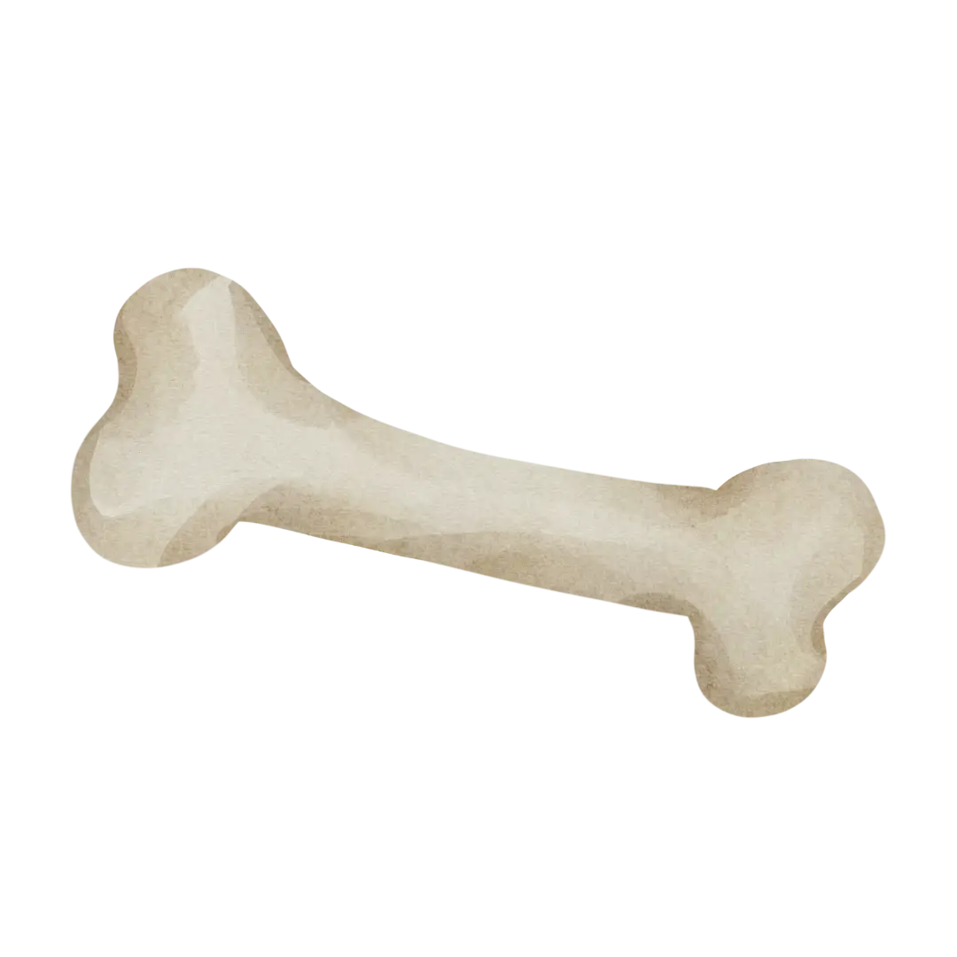 Aquarell Zeichnung eines Knochens