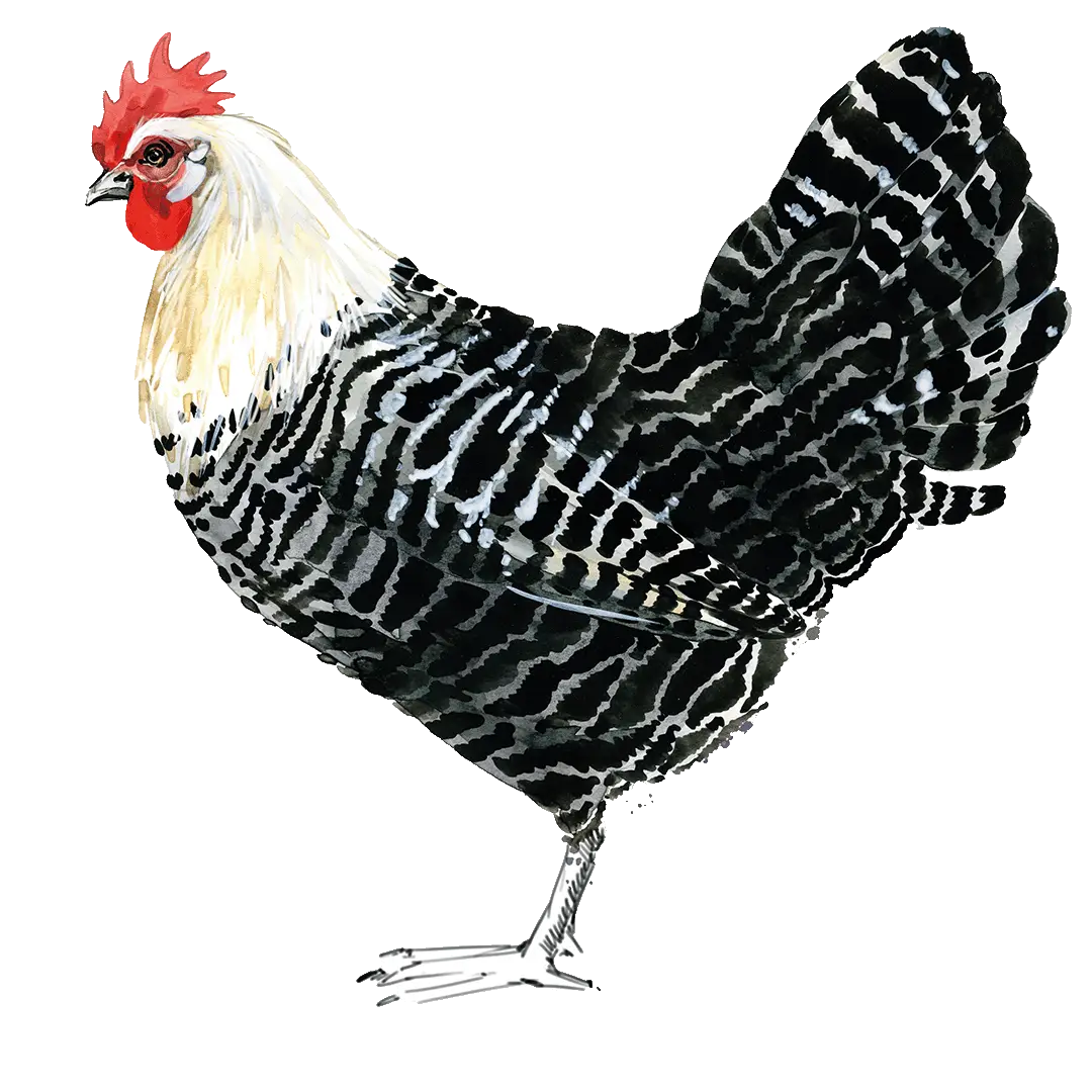 Bild eines Hahnes mit weißem Kopf und einem Schwarz, Grau geflecktem Gefieder