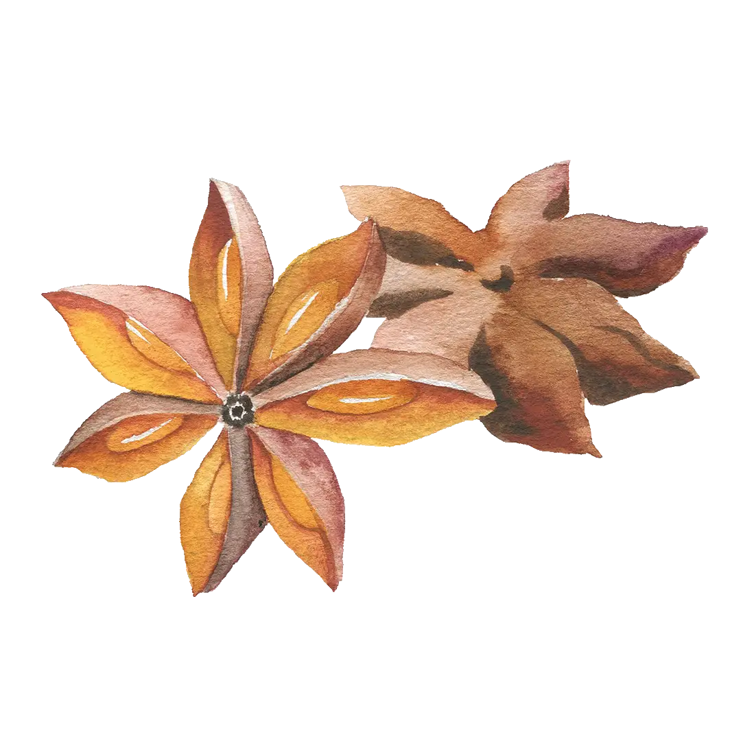 Aquarell Zeichnung von Sternanis, zwei Sternanis