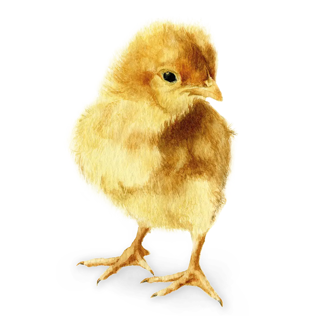 Aquarell Zeichnung eines einzelnen Kükens