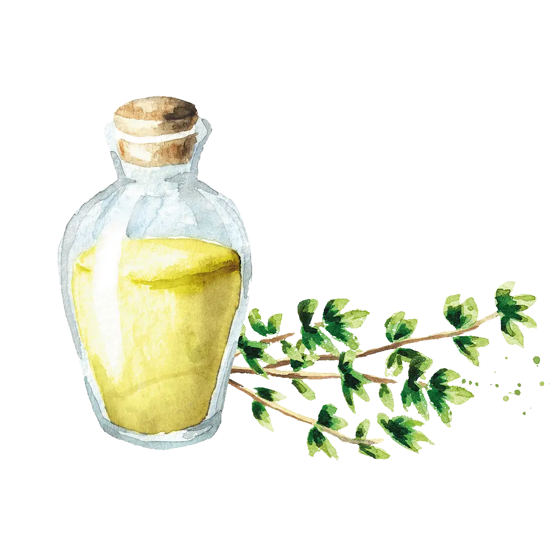 Aquarellzeichnung einer Ölflasche mit einem Zweig mit Blättern rechts daneben