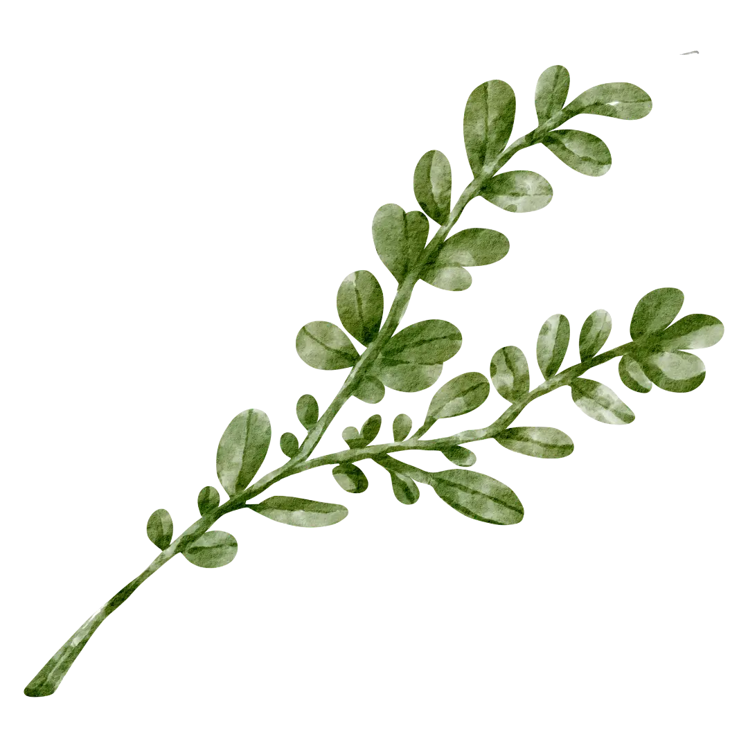 Aquarell Zeichnung eines Oregano Zweiges