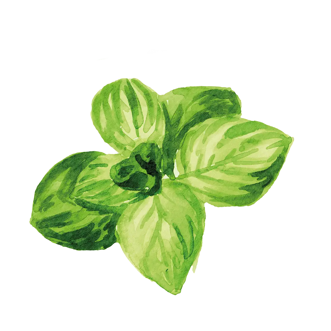 Aquarell Zeichnung einer Pflanze