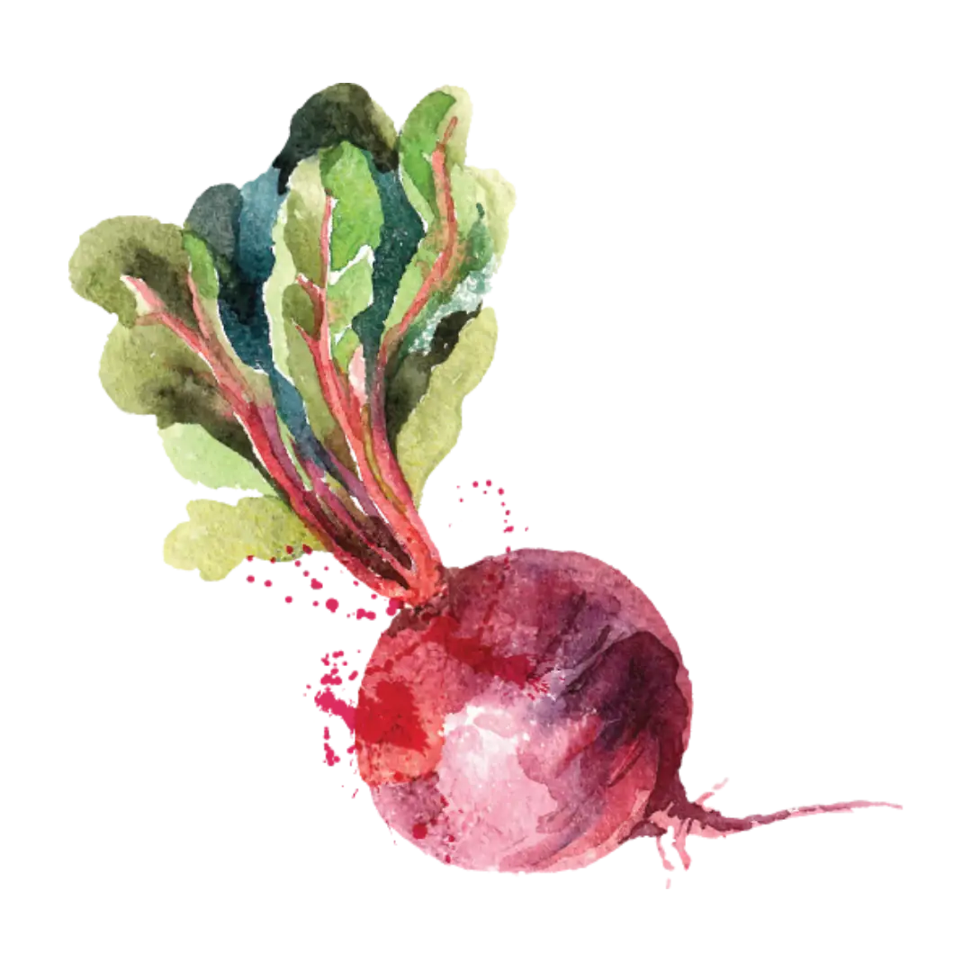 Aquarell Zeichnung einer rote Beete Knolle