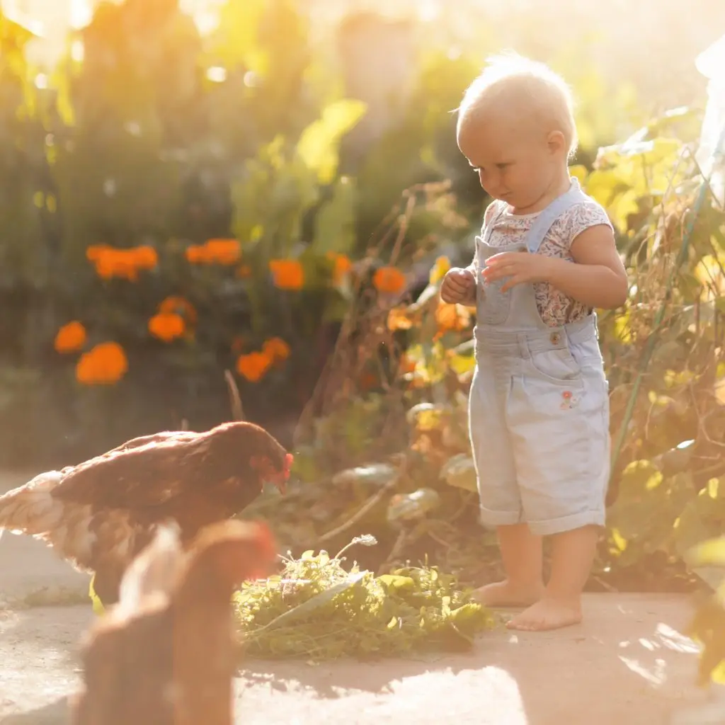 Kind steht rechts, links daneben ein Huhn welches interessiert auf am Boden liegende Kräuter schaut, atmosphärische Sonneneinstrahlung von rechts