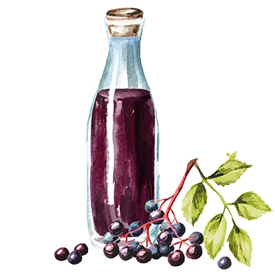 Aquarell Zeichnung Holunderbeersaft in einer Flasche mit Strauch davor