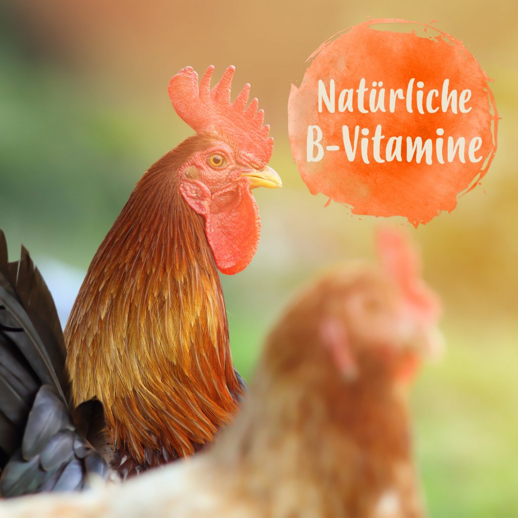 Natürliche B-Vitamine. Brauner Hahn vor grünem Hintergrund.
