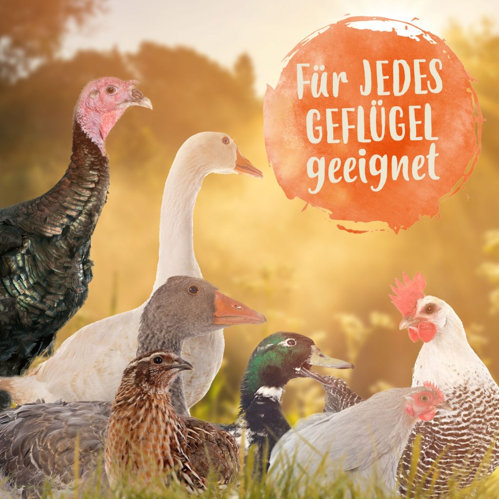 Für jeden Geflügel geeignet. Bild von verschiedenen Geflügelarten: Ente, Gans, Pute, Huhn, Wachtel