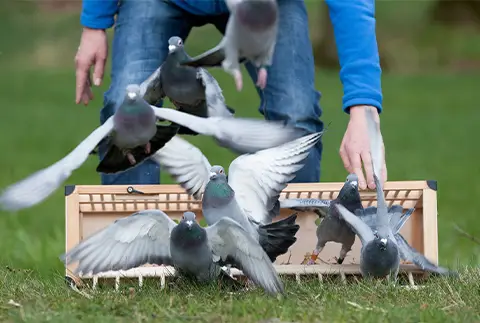Tauben werden aus ihrem Korb gelassen und starten